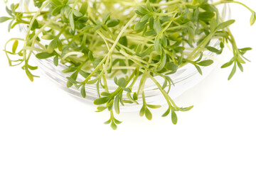Watercress salad sprouts isolated on white background, micro greens