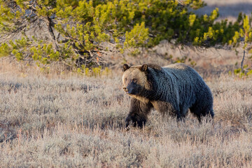 Grizzly Bear, Grand Tetons Wyoming
