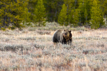 Grizzly Bear, Grand Tetons Wyoming