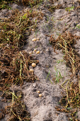 Freshly dug potatoes in a farm field on the ground close-up in the concept of growing food