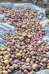 Fresh organic potatoes in the field,harvesting potatoes from soil.
