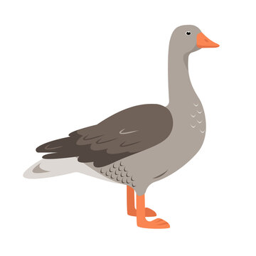 Wild Greylag Goose isolated on white background. Domestic Bird icon. Vector flat or cartoon illustration for nature or farm design.