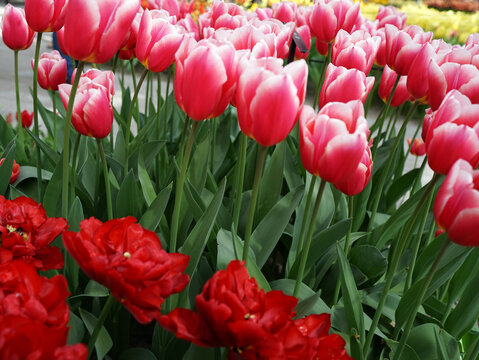 Red and white tulip cultivar 'Eurotopper'. Red early double tulips are in front.