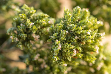 Dried oregano close up, a sprig of dry oregano, spice, aromatic herb, selective focus