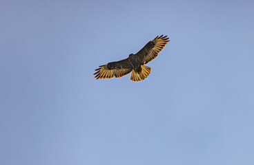 RSPB Portmore Lough wildlife