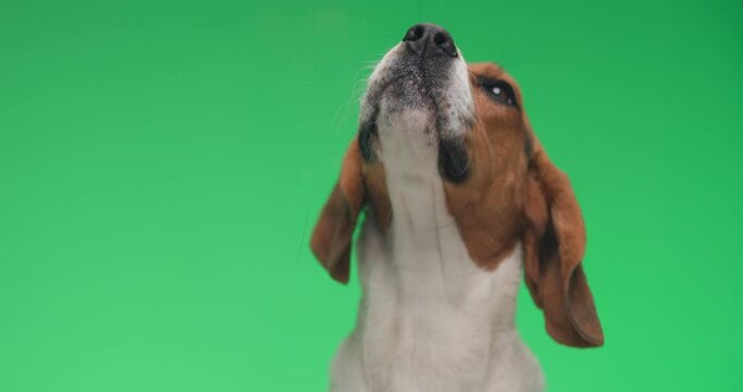 video of lovely sweet small beagle dog with tongue out licking glass while sitting on green background in studio
