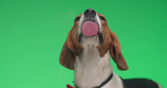 project video of gentleman beagle dog with bowtie licking transparent glass and walking away in front of green background in studio