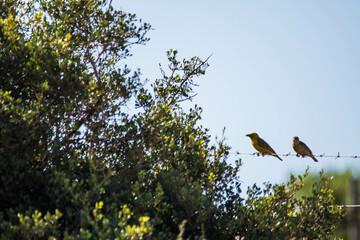 Uccelli africani