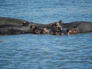 Fototapeta premium Ippopotami