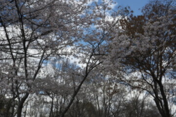 Fototapeta na wymiar trees and clouds and bloom