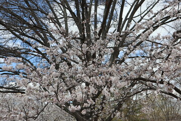 tree blossom