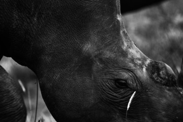 Rinoceronte Bianco - obrazy, fototapety, plakaty