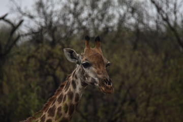 Giraffa
