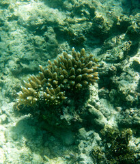 Fototapeta na wymiar View of acropora coral