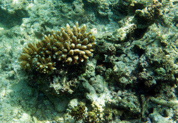 Fototapeta na wymiar View of acropora coral