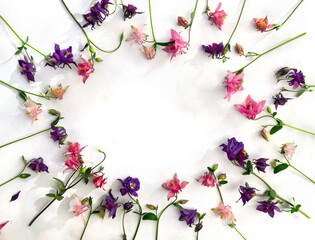 Frame of pink and violet flowers columbine ( Aquilegia vulgaris, granny's bonnet ) on a light...