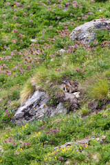 Fototapeta na wymiar View of marmot