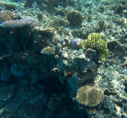 View of coral reef