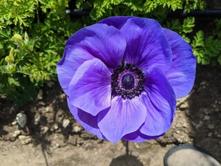 Anemone coronaria purple flower blooming. Blue poppy anemone close up shot.