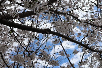 branches bloom in spring