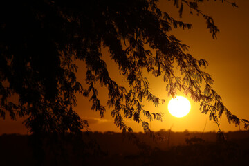 sunset in the forest