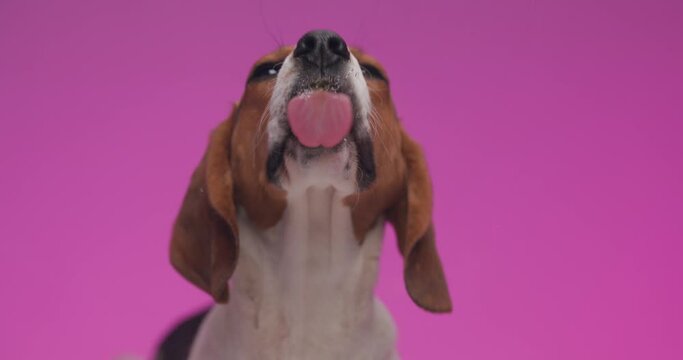 project video of hungry little beagle dog licking transparent glass in front of pink background in studio
