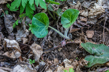 Asarum europaeum grows in the forest in the wild