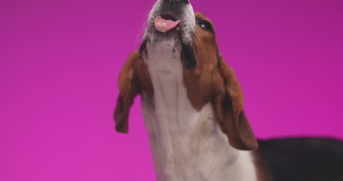 slow motion project video of super adorable small beagle dog licking plexiglass and being hungry in front of pink background in studio