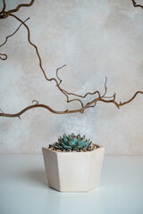 Echeveria hercules in a flower pot on a white table