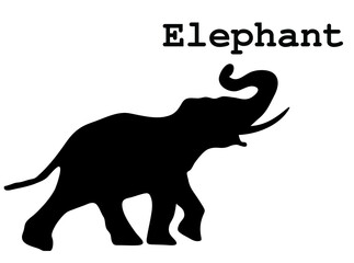 silhouette of elephant on white background