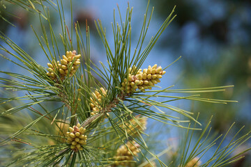 Pine cone buds between pine needles on the branch of the pine tree in the spring