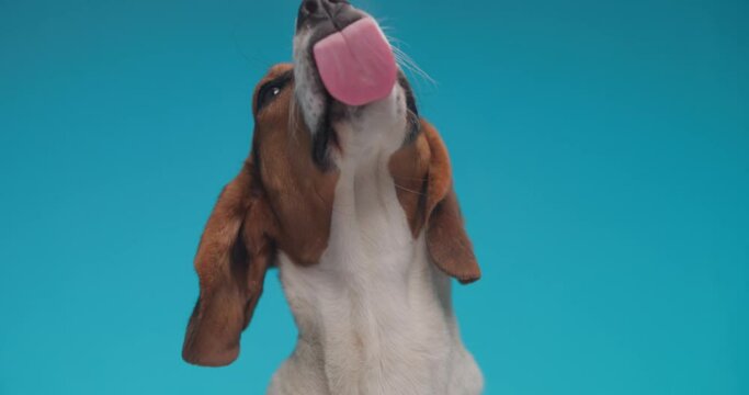 beautiful beagle puppy with tongue outside licking transparent plexiglass in front of blue background in studio
