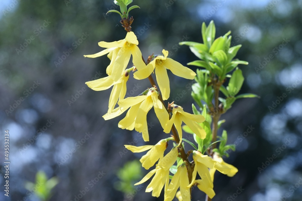 Wall mural Forsythia (Golden bells) flowers. Oleaceae deciduous shrub. From March to April, many yellow four-petaled flowers open densely on thin branches before the leaves sprout. 