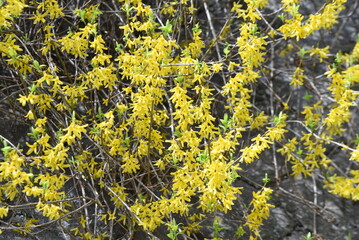 Forsythia (Golden bells) flowers. Oleaceae deciduous shrub. From March to April, many yellow four-petaled flowers open densely on thin branches before the leaves sprout. 