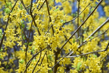 Naklejka na ściany i meble Forsythia (Golden bells) flowers. Oleaceae deciduous shrub. From March to April, many yellow four-petaled flowers open densely on thin branches before the leaves sprout. 