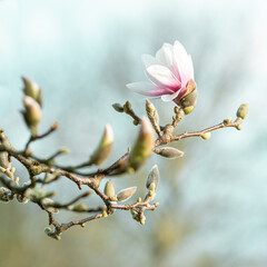 Magnolien am aufblühen