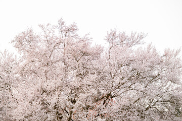 großer Frühlingsbaum in voller Blütenpracht