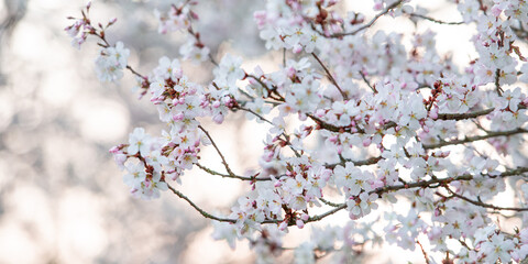 Banner Frühlingsblüten