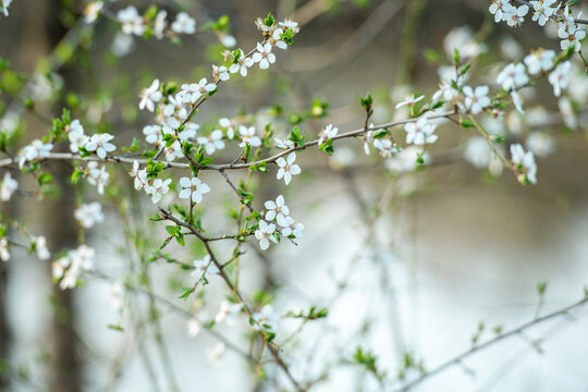 zarte kleine Blüten im Frühling