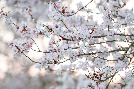 Frühlingsbaum in voller Blütenpracht