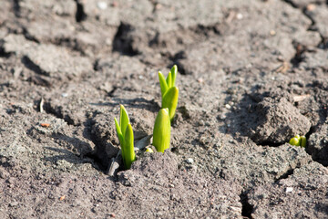 Small spring sprouts in dry cracked soil. Shoots of spring flowers.