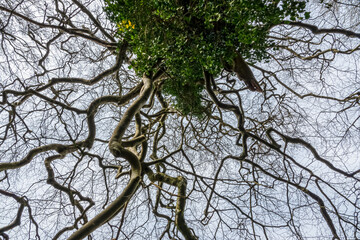 looking up through the twisted and gnarled branches of a curly oak tree (Quercus robur)
