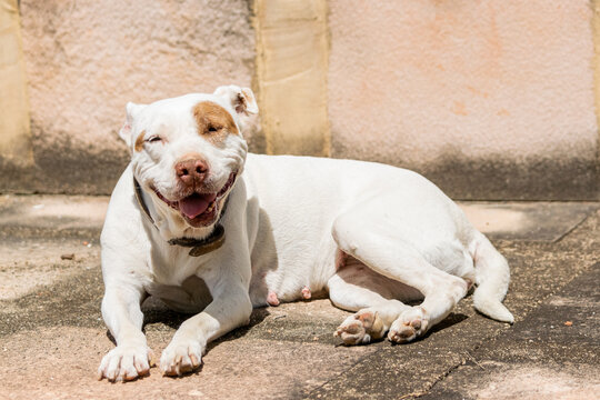Cadela da ra&ccedil;a pit bul pegado sol