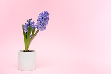 Beautiful blue hyacinth flowers bloom in white pots, hyacinth on a pink wall background, Fragrant flowering plants in the family.