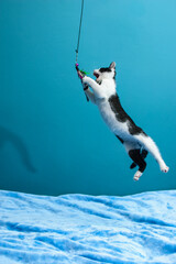 Czarno-biały, kot bawi się piórkiem na sznurku na niebieskim tle.