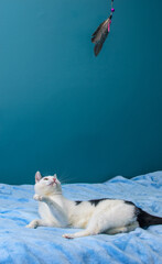 Czarno-biały, kot bawi się piórkiem na sznurku na niebieskim tle. - obrazy, fototapety, plakaty