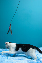 Czarno-biały, kot bawi się piórkiem na sznurku na niebieskim tle. - obrazy, fototapety, plakaty