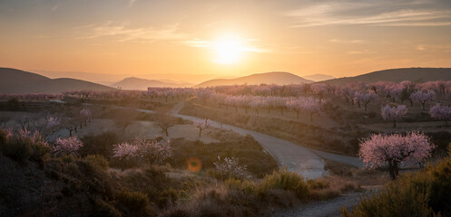 Blossoming almond trees at sunset. A beautiful panorama of almond trees blossoming. a beautiful sunset