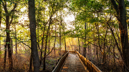 A boardwalk leads through a wood area with sunlight filtering through the trees in a conservation area near St. Charles, MO