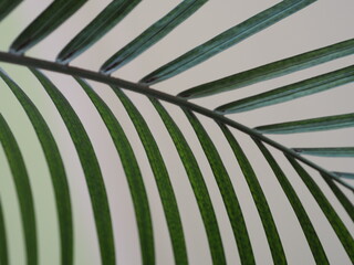 liście palmy  - obrazy, fototapety, plakaty